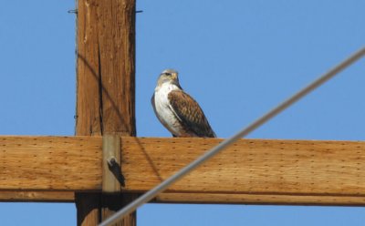 Ferruginous Hawk  0207-3j  Santa Cruz Flats, AZ