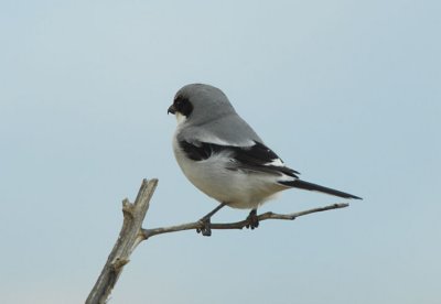 Loggerhead Shrike 0207-3j  Elgin, AZ