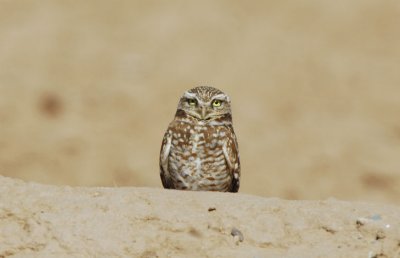 Burrowing Owl  0207-1j  Santa Cruz Flats, AZ