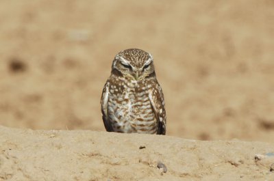 Burrowing Owl  0207-2j  Santa Cruz Flats, AZ