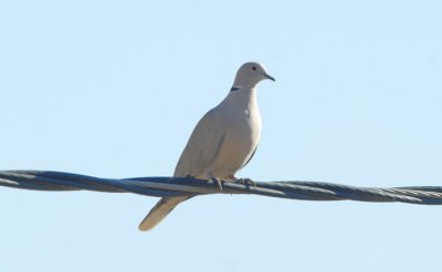 Eurasian Collared Dove  0207-1j  Santa Cruz Flats, AZ