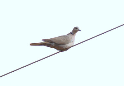 Eurasian Collared Dove  0207-2j  Sonoita, Az
