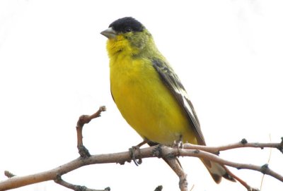 Lesser Goldfinch 0207-1j  Tucson, AZ