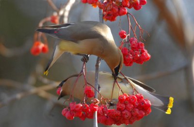 Cedar Waxwings 0207-5j  Yard