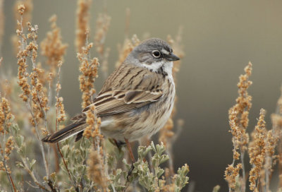 Sage Sparrow 0207-3j Quilomene