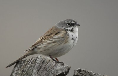 Sage Sparrow 0207-1j Quilomene
