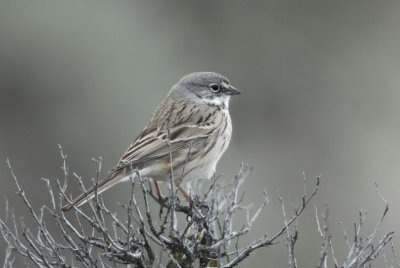 Sage Sparrow 0207-6j Quilomene