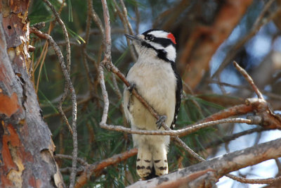 Downy Woodpecker 0407-1j  Yard