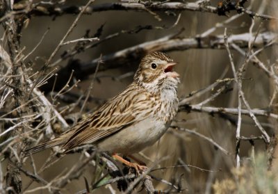 Vesper Sparrow 0407-2j Umtanum