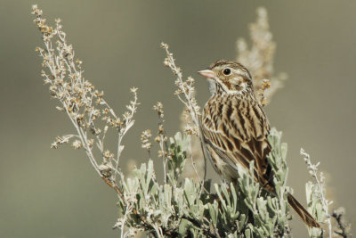 Vesper Sparrow 0407-3j Umtanum