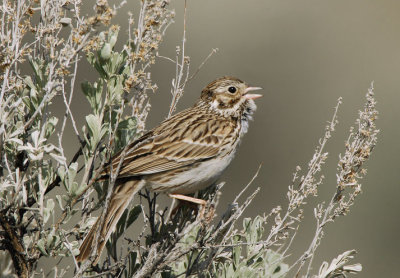 Vesper Sparrow 0407-5j Umtanum