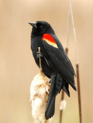 Redwing Blackbird 0407-1j  Granger