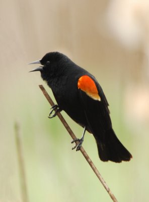 Redwing Blackbird 0407-2j  Granger