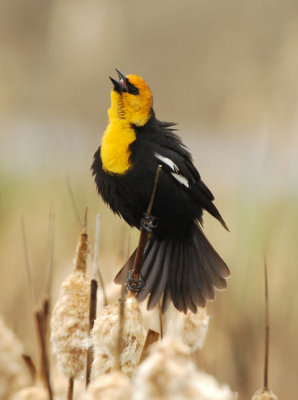 Yellow-headed Blackbird  0407-2j  Granger