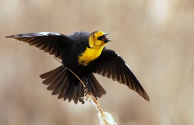 Yellow-headed Blackbird  0407-3j  Granger