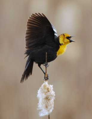 Yellow-headed Blackbird  0407-5j  Granger