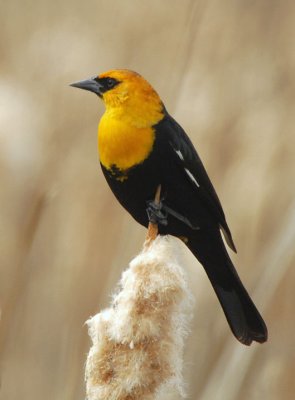Yellow-headed Blackbird  0407-8j  Granger