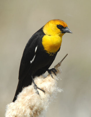 Yellow-headed Blackbird  0407-9j  Granger