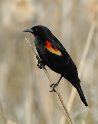 Redwing Blackbird 0407-3j  Granger