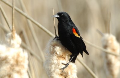 Redwing Blackbird 0407-4j  Granger