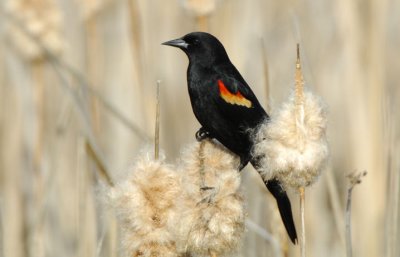 Redwing Blackbird 0407-5j  Granger