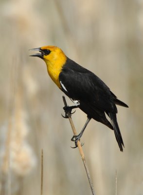 Yellow-headed Blackbird  0407-11j  Granger
