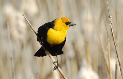 Yellow-headed Blackbird  0407-13j  Granger