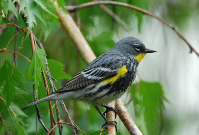 Yellow-rumped Warbler 0407-7j  Yard