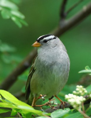 White-crowned Sparrow 0407-1j  Yard