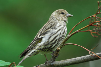 Pine Siskin 0407-1j Yard