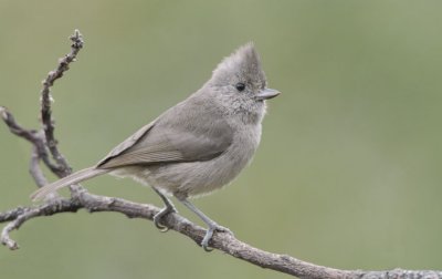 Oak Titmouse  0507-3j  San Bernardo, CA