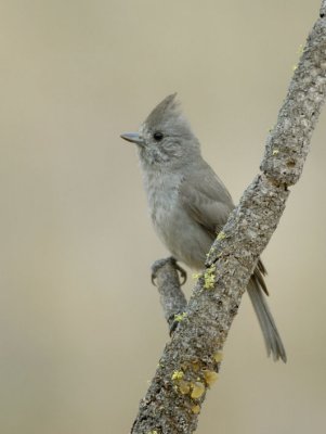 Oak Titmouse  0507-2j  San Bernardo, CA