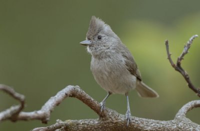 Oak Titmouse  0507-6j  San Bernado, CA