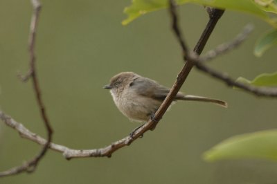 Wrentit  0507-1j  San Bernardo, CA