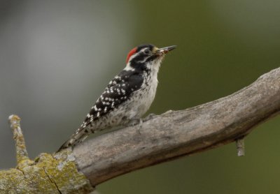 Nuttall's Woodpecker 0507-2j San Bernardo, CA