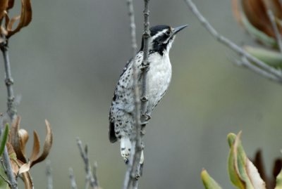 Nuttall's Woodpecker Female 0507-1j San Bernado, CA