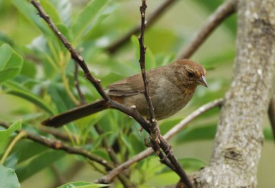 California Towhee  0507-5j  San Bernardo, CA