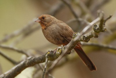 California Towhee  0507-3j  San Bernardo, CA