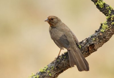 California Towhee  0507-4j  San Bernardo, CA