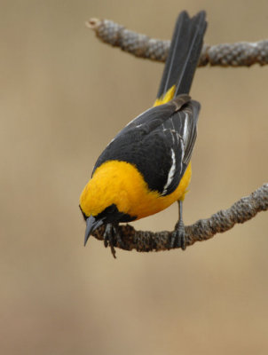 Hooded Oriole 0507-1j  San Bernardo, CA