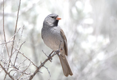 Black-chinned Sparrow  0507-1j  Mt. Laguna, CA