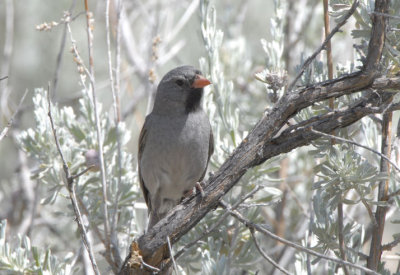 Black-chinned Sparrow 0507-6j Mt. Laguna, CA