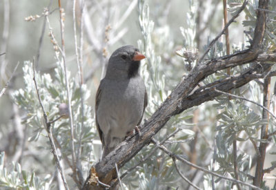 Black-chinned Sparrow  0507-6j  Mt. Laguna, CA