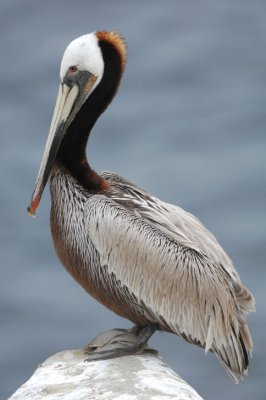 Brown Pelican  0507-2j  La Jolla, CA