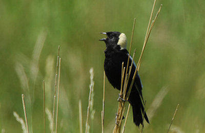 Bobolink 0607-23j Lateral C