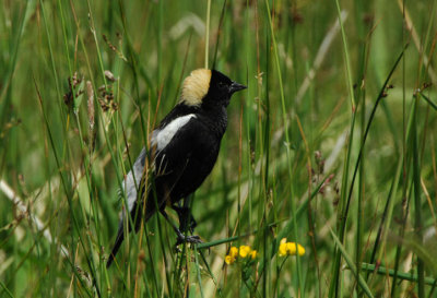 Bobolink 0607-22j Lateral C