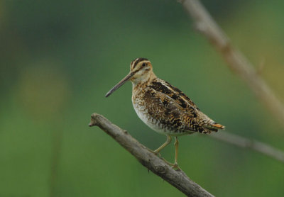 Common Snipe  0607-1j  Lateral C
