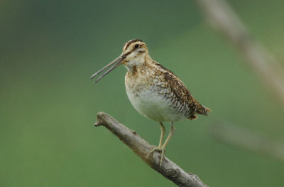 Common Snipe  0607-4j  Lateral C