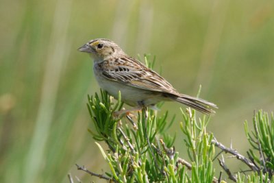 Grasshopper Sparrow 0607-5j Lateral C