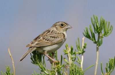 Grasshopper Sparrow 0607-8j Lateral C